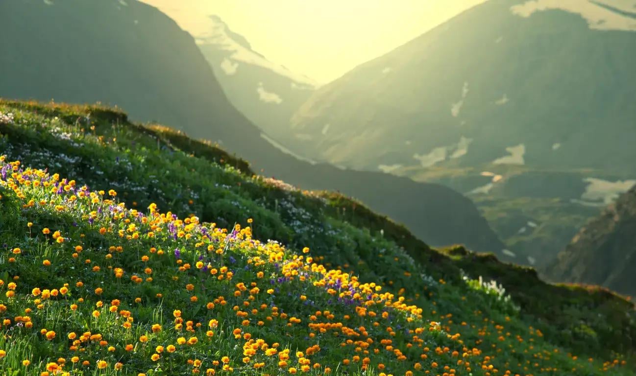 Mountains, Flowers